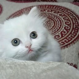 صوت بنت جميل