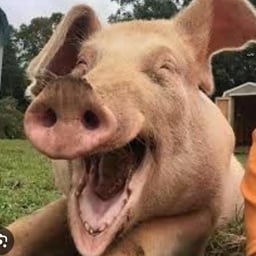 Карина блек пенсил