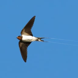 Narrateur Naturel Calme