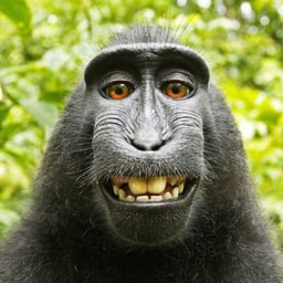 Klare Deutsche Stimme