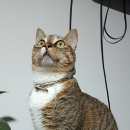 Voz Profesional Clara