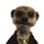 Alexander! British meerkat 