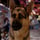 Delgado dog